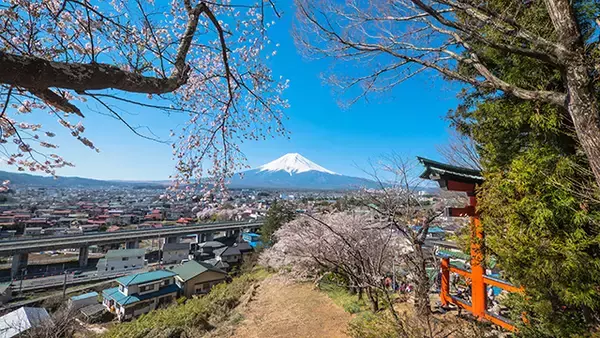 【お花見特集2020】富士山をバックに五重塔と桜が織りなす絶景「新倉山浅間公園」