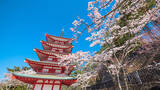 「【お花見特集2020】富士山をバックに五重塔と桜が織りなす絶景「新倉山浅間公園」」の画像2