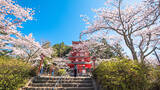 「【お花見特集2020】富士山をバックに五重塔と桜が織りなす絶景「新倉山浅間公園」」の画像3