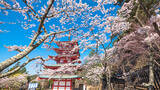 「【お花見特集2020】富士山をバックに五重塔と桜が織りなす絶景「新倉山浅間公園」」の画像5