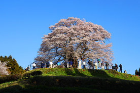 【お花見特集2020】里山に佇む圧倒的な存在感の一本桜「醍醐桜」