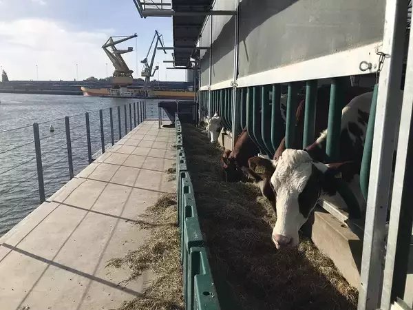 自然エネルギーで稼働！海に浮かぶ酪農場「Floating Farm」を現地ルポ【オランダ】