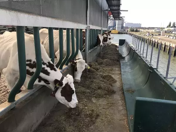 「自然エネルギーで稼働！海に浮かぶ酪農場「Floating Farm」を現地ルポ【オランダ】」の画像