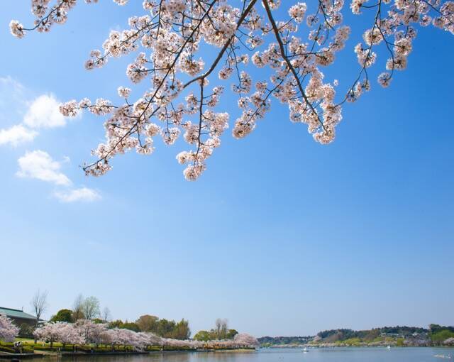 お花見特集 湖を囲むように続く桜並木の遊歩道 千波湖 年3月12日 エキサイトニュース