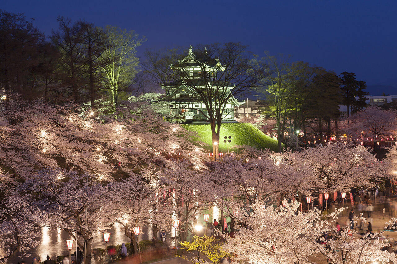 お花見特集 約３千本のぼんぼりが優しく桜を照らす 高田公園 年3月15日 エキサイトニュース