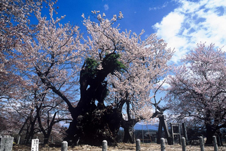 【お花見特集2020】日本最古の風格。現在も美しい花を咲かせる「山高神代桜」