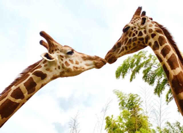 ここでしかできない体験を！「動物園」×「グランピング」THE BAMBOO FORESTがオープン