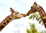 「ここでしかできない体験を！「動物園」×「グランピング」THE BAMBOO FORESTがオープン」の画像7
