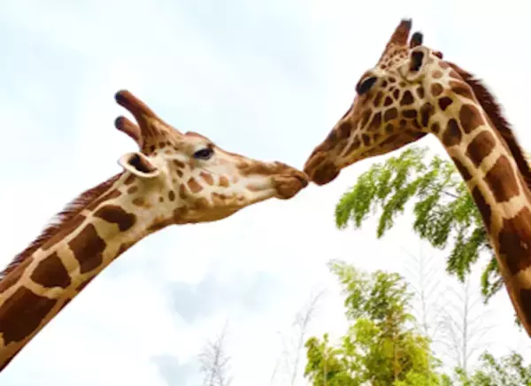 「ここでしかできない体験を！「動物園」×「グランピング」THE BAMBOO FORESTがオープン」の画像