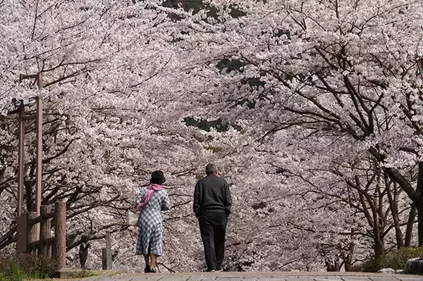 【お花見特集2020】丹波屈指の桜の名所。山あいの川沿い続く並木「七谷川 和らぎの道」