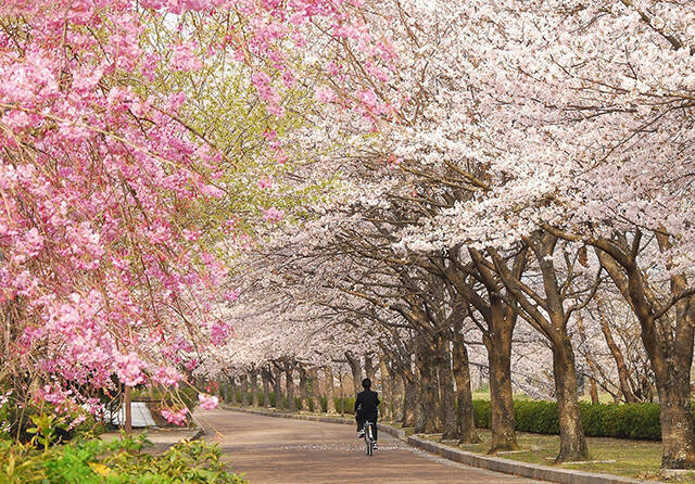 【お花見特集2020】丹波屈指の桜の名所。山あいの川沿い続く並木「七谷川 和らぎの道」