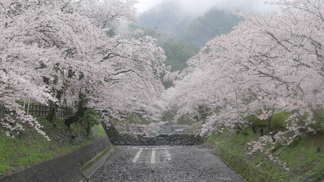 【お花見特集2020】丹波屈指の桜の名所。山あいの川沿い続く並木「七谷川 和らぎの道」
