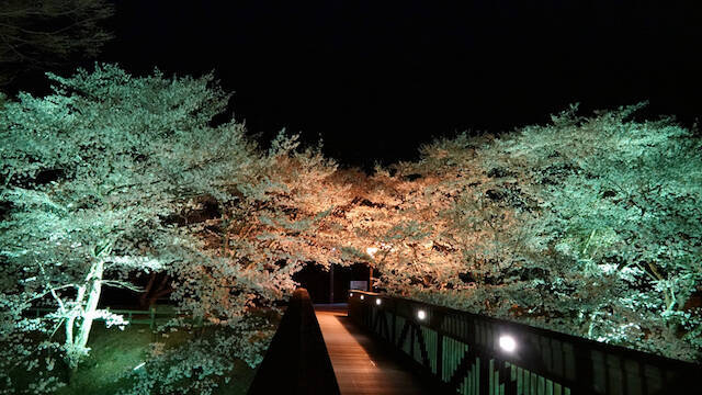 【お花見特集2020】丹波屈指の桜の名所。山あいの川沿い続く並木「七谷川 和らぎの道」