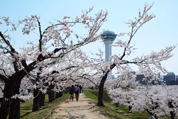 「【お花見特集2020】お堀の内外に咲き乱れる桜の絶景「五稜郭公園」」の画像