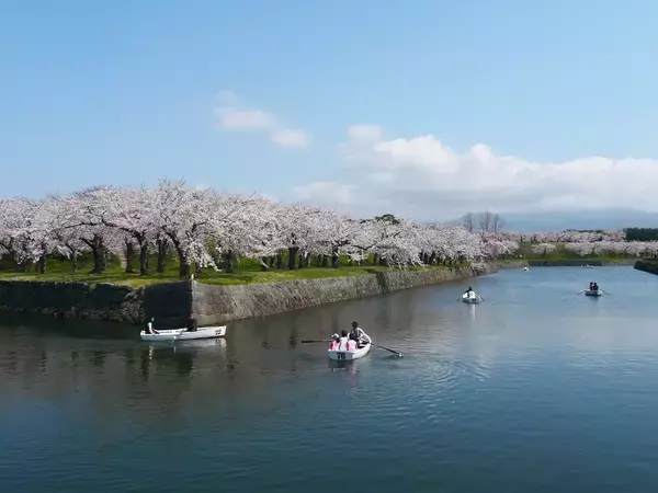 「【お花見特集2020】お堀の内外に咲き乱れる桜の絶景「五稜郭公園」」の画像