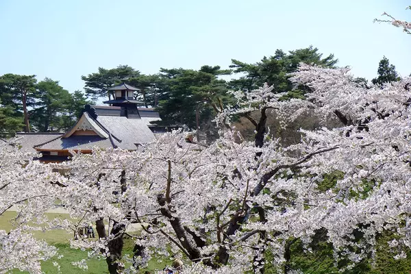 「【お花見特集2020】お堀の内外に咲き乱れる桜の絶景「五稜郭公園」」の画像