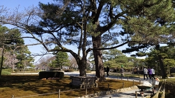 【金沢ミステリー】日本三名園の兼六園に現存する井戸から生えた「うらみ桜」の怪談話