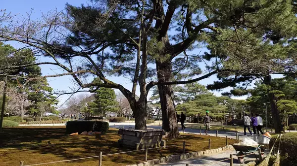 「【金沢ミステリー】日本三名園の兼六園に現存する井戸から生えた「うらみ桜」の怪談話」の画像