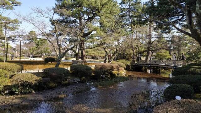 【金沢ミステリー】日本三名園の兼六園に現存する井戸から生えた「うらみ桜」の怪談話