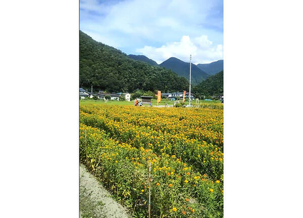 口紅や着物の染料になる 最上紅花 の魅力とは 山形の伝統文化を世界農業遺産へ認定申請 年4月13日 エキサイトニュース