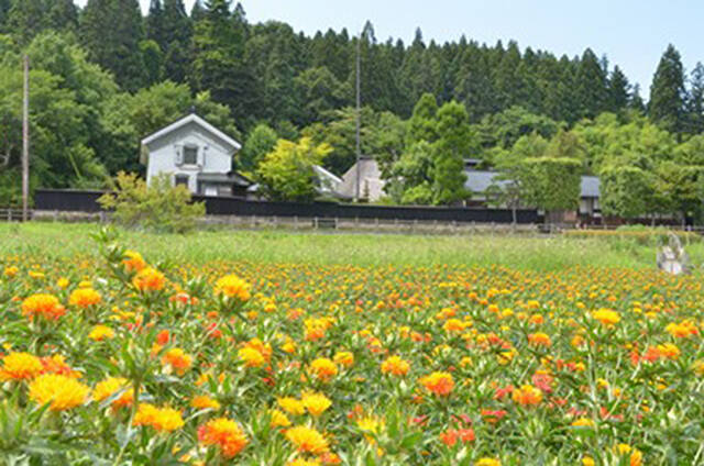 口紅や着物の染料になる 最上紅花 の魅力とは 山形の伝統文化を世界農業遺産へ認定申請 年4月13日 エキサイトニュース