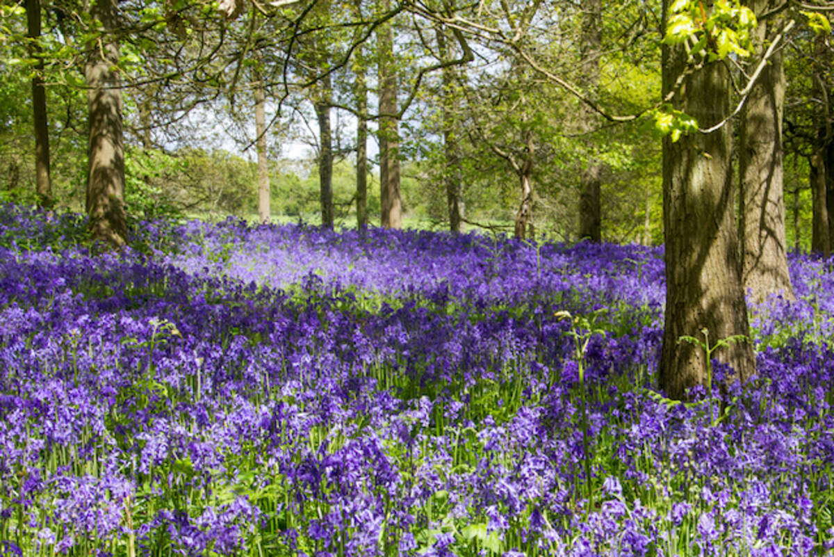 いつか見に行きたい世界の春絶景 イギリスに春を告げるブルーベル群生スポット３選 年5月6日 エキサイトニュース