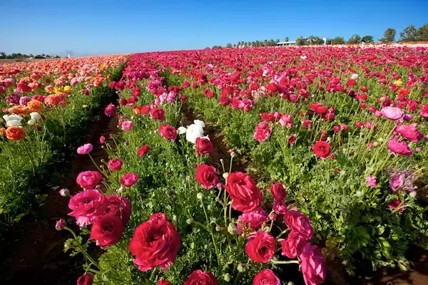 「【いつか見に行きたい世界の春絶景】カラフルな花々が遥か彼方へ続く！カリフォルニア州ラナンキュラスの花畑」の画像