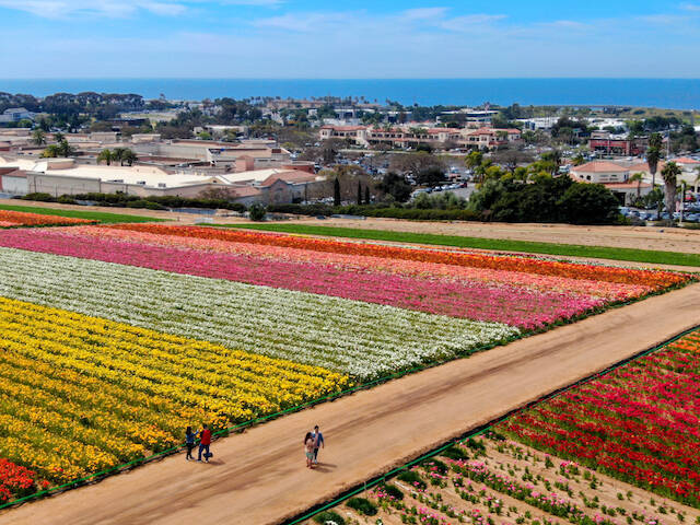 いつか見に行きたい世界の春絶景 カラフルな花々が遥か彼方へ続く カリフォルニア州ラナンキュラスの花畑 年5月2日 エキサイトニュース