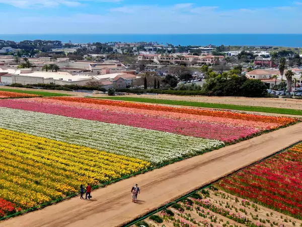 「【いつか見に行きたい世界の春絶景】カラフルな花々が遥か彼方へ続く！カリフォルニア州ラナンキュラスの花畑」の画像