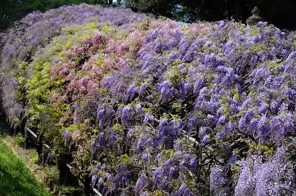 「【いつか見に行きたい世界の春絶景】幻想的に咲き誇る藤の花のトンネル・フィレンツェ「バルディーニ庭園」」の画像