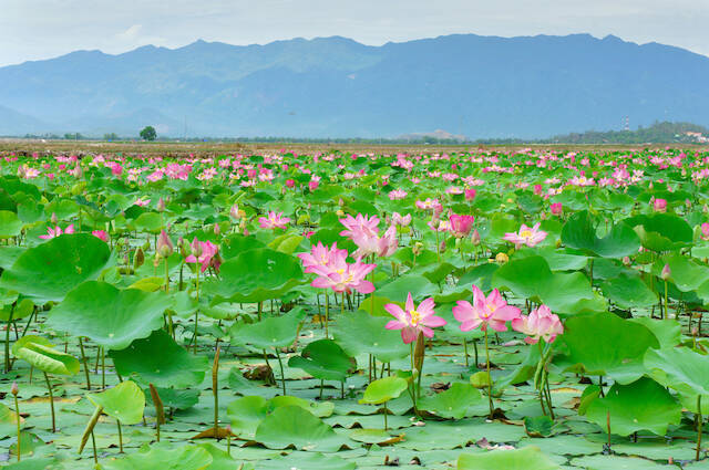 いつか見たい世界の初夏絶景 凛と咲き誇る数々の蓮の花 ベトナム ハノイ 年6月2日 エキサイトニュース