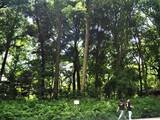 「１本の木に会いに行く（１６）大都会のパワースポット・明治神宮の夫婦楠＜東京＞」の画像15