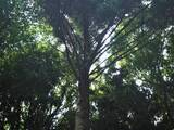 「１本の木に会いに行く（１６）大都会のパワースポット・明治神宮の夫婦楠＜東京＞」の画像16