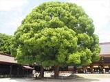 「１本の木に会いに行く（１６）大都会のパワースポット・明治神宮の夫婦楠＜東京＞」の画像18