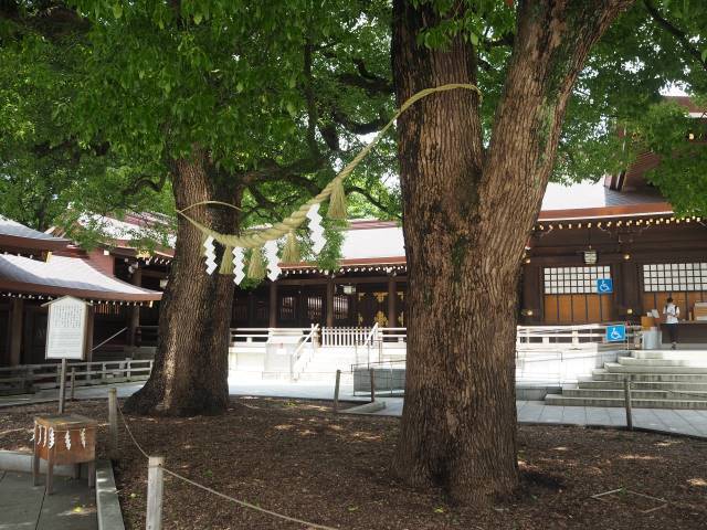 １本の木に会いに行く（１６）大都会のパワースポット・明治神宮の夫婦楠＜東京＞