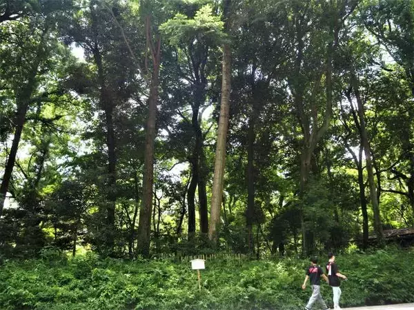 「１本の木に会いに行く（１６）大都会のパワースポット・明治神宮の夫婦楠＜東京＞」の画像