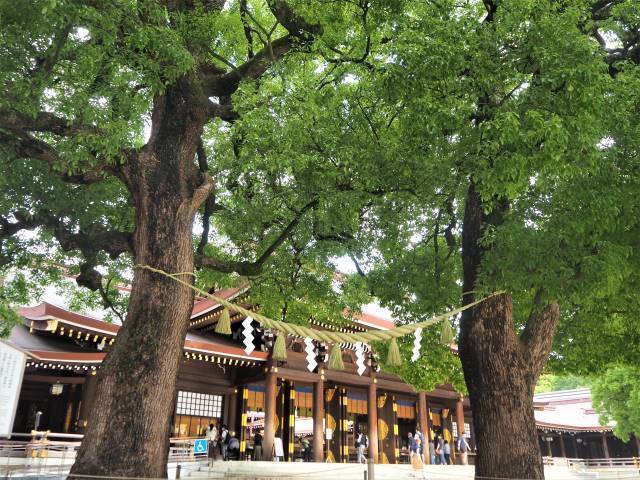 １本の木に会いに行く（１６）大都会のパワースポット・明治神宮の夫婦楠＜東京＞