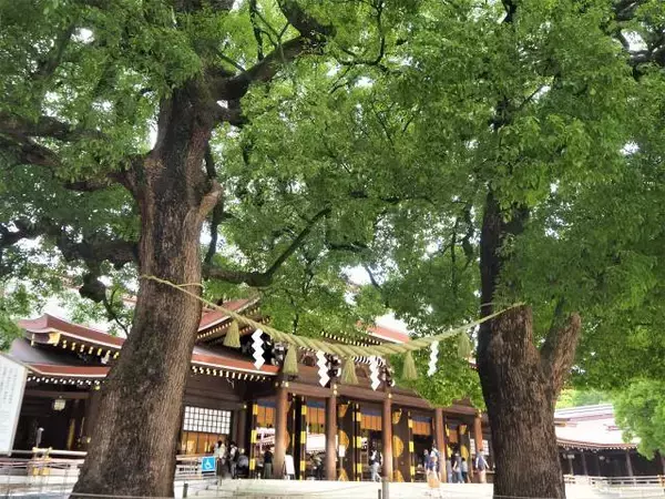 「１本の木に会いに行く（１６）大都会のパワースポット・明治神宮の夫婦楠＜東京＞」の画像