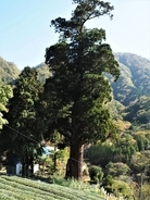 １本の木に会いに行く（１８）村を守った巨大スギ「箒杉」＜神奈川県＞