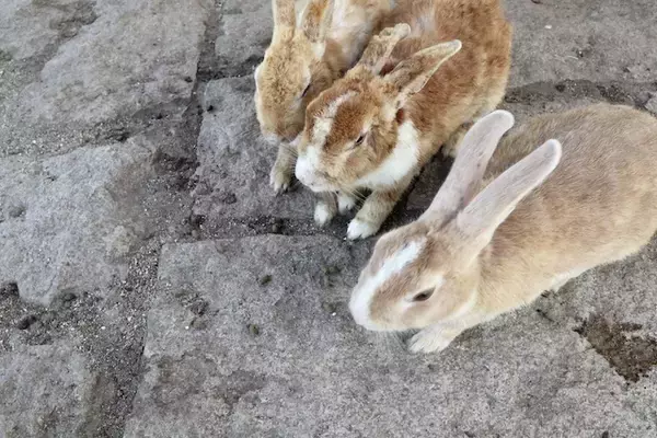 「【広島県竹原市まとめ】魅力溢れる”安芸の小京都”のおすすめスポット」の画像