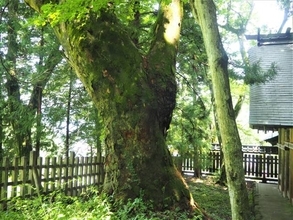 １本の木に会いに行く（１９）太古の森の息吹「諏訪大社」上社前宮のケヤキ＜長野県＞
