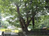 「１本の木に会いに行く（１９）太古の森の息吹「諏訪大社」上社前宮のケヤキ＜長野県＞」の画像11