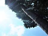 「１本の木に会いに行く（１９）太古の森の息吹「諏訪大社」上社前宮のケヤキ＜長野県＞」の画像17