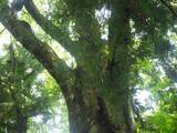 「１本の木に会いに行く（１９）太古の森の息吹「諏訪大社」上社前宮のケヤキ＜長野県＞」の画像24
