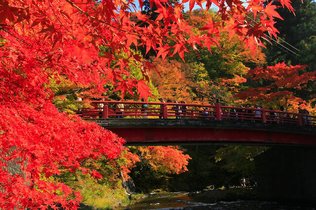 今週末、見頃を迎える紅葉スポットまとめ【２０２０年１１月６日〜】