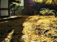 １本の木に会いに行く（２１）三渓園・茶室“春草廬”とイチョウの木＜神奈川県＞