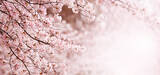 「今から桜が待ち遠しい！ウェザーニュースが「第一回桜開花予想」を発表」の画像1