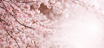 今から桜が待ち遠しい！ウェザーニュースが「第一回桜開花予想」を発表