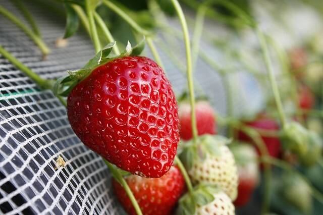 食べてみたいイチゴ1位は？おすすめのお取り寄せイチゴも【じゃらん】