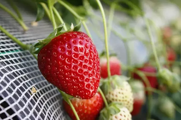 「食べてみたいイチゴ1位は？おすすめのお取り寄せイチゴも【じゃらん】」の画像